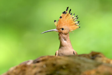 Adult Eurasian hoopoe (Upupa epops) perched on a tree trunk, showing its crest. © VOLODYMYR KUCHERENKO