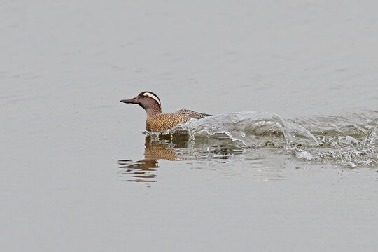 Adult male garganey (Spatula querquedula) swimming rapidly, creating a dynamic water splash.
