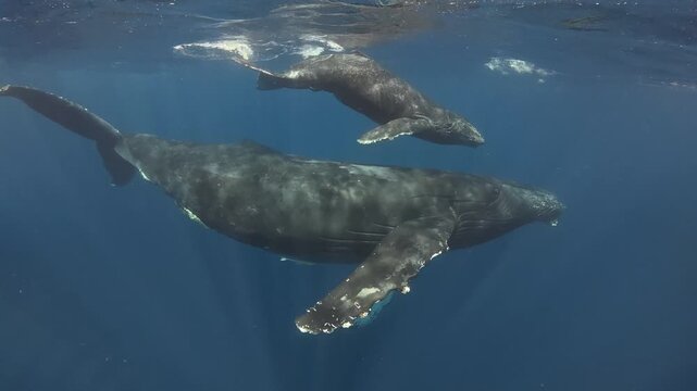Humpback Whale Mother and Calf Swimming Underwater Together