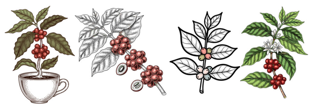 Detailed botanical illustrations of coffee plants with leaves, red beans, and flowers in various styles for natural coffee production concept on white background