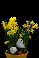 2 poussins dans les jonquilles © helenedevun