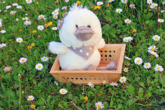 Petit poussin en peluche dans a corbeille