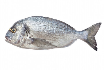 Obraz premium Fresh Whole Gilthead Sea Bream Fish Side View