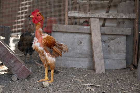 Gallo feo sin plumas