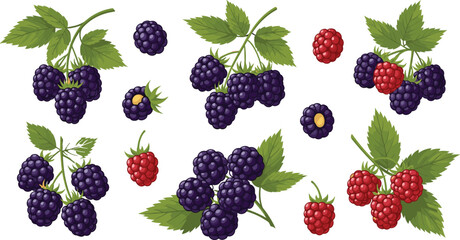 Blackberry and Raspberry Fruit Collection with Leaves Fresh Berries Set for Healthy Organic Food Dessert Ingredient Vector Illustration © Najir