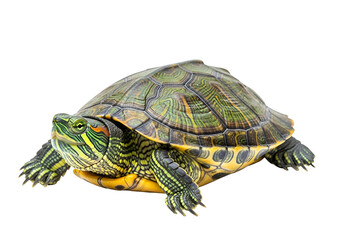 Obraz premium A detailed close-up view of a colorful turtle, showcasing its intricate patterns and vibrant hues against a stark black background.