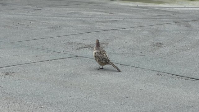 Brown female pheasant standing on concrete ground