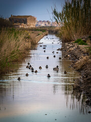 Fototapeta premium Boats in the Albufera of Valencia (Spain) 