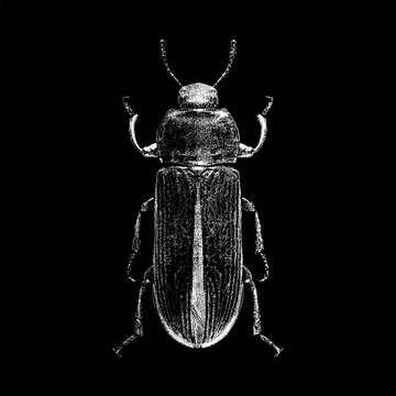 Vintage hand-drawn illustration of a Mealworm Beetle (Tenebrio molitor) in detailed stippling and hatching style, isolated on black background.