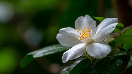 Obraz premium Close-up of a white jasmine flower with green foliage background