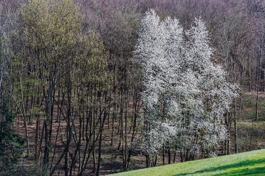 Bl&uuml;hende Wildkirschen am Waldrand