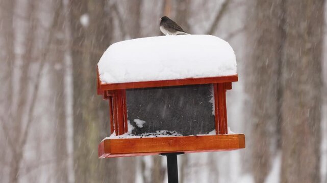 Dark-eyed juncos (Junco hyemalis) feeding on a snow-covered bird feeder during a winter snowstorm. Small songbirds eating black oil sunflower seeds in cold, snowy weather. Close-up wildlife video.