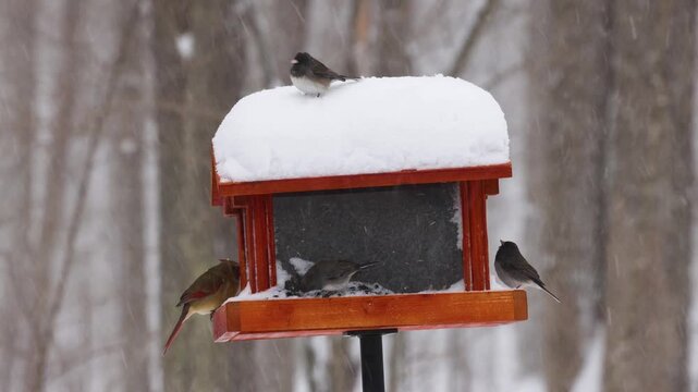 Female Northern cardinal and Dark-eyed juncos feeding on a snow-covered bird feeder during a winter snowstorm. Songbirds eating black oil sunflower seeds in a cold, snowy blizzard.
