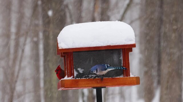 Male Northern cardinal and Blue jay feeding on a snow-covered bird feeder during a Wisconsin winter snowstorm. Colorful songbirds eating black oil sunflower seeds with a wooded forest background.