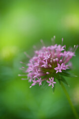 Fototapeta premium Soft floral bloom with pink macro flower