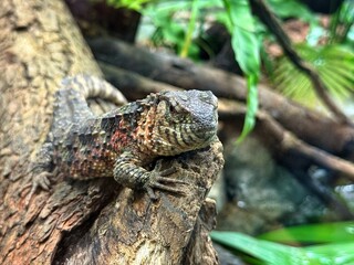 Obraz premium chinese crocodile lizard on the tree