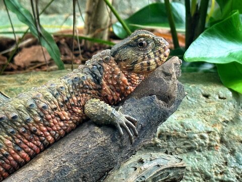 chinese crocodile lizard on the tree