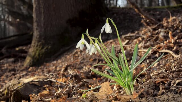 Snowdrop flowers (Galanthus nivalis) swaying moving in gentle wind in sunset sunlight