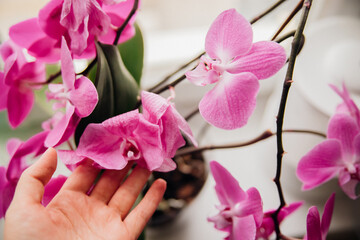 Withered lilac orchids and withered petals, on the windowsill by the window, wilting flowers. © Cherkasova Alie