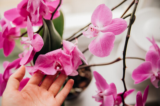 Withered lilac orchids and withered petals, on the windowsill by the window, wilting flowers.