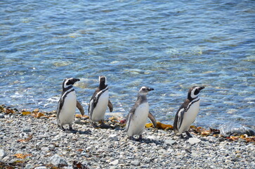 Obraz premium Penguins at Isla Magdalena