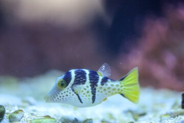 Ein Sattler Kugelfisch im Aquarium.  © boedefeld1969