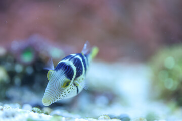 Ein Sattler Kugelfisch im Aquarium.  © boedefeld1969