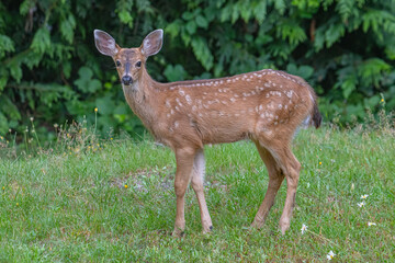 Obraz premium Black tailed deer baby 