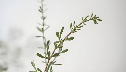 Fototapeta premium rosemary on a wooden background
