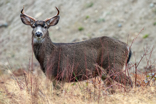 Black  tailed deer