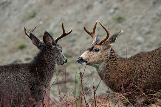 black tailed deer bucks 