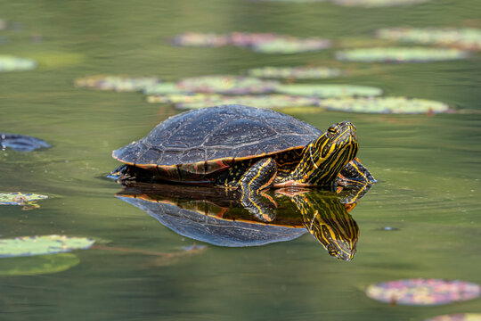 Western painted turtle in the pond