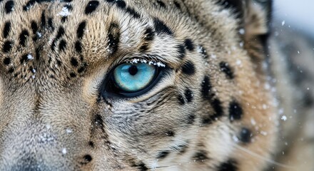Obraz premium Intense Close-Up of a Snow Leopard's Piercing Gaze