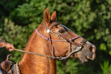 Fototapeta premium portrait of a horse