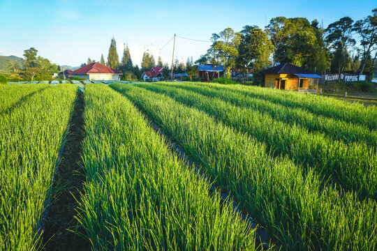 Shallot plantation in Alahan Panjang, West Sumatra, Indonesia, featuring lush green rows under morning light, showcasing agriculture, rural landscape, and fresh produce farming.