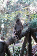 Fototapeta premium monkey on a tree in the forest, wild nature