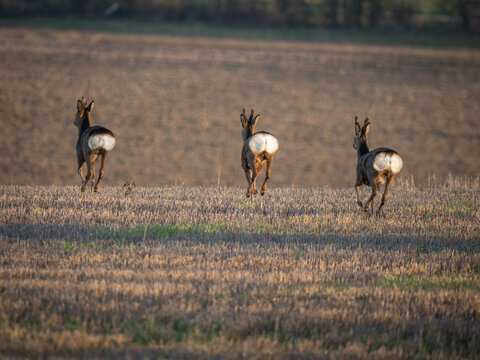 Roe Deer Family running in a field