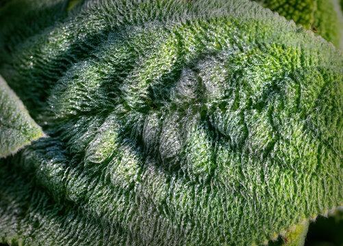 near view of a green leaf of a salge plant with dew drops early in the morning