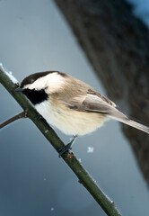 Obraz premium Black-capped chickadee perched on a snow-dusted branch during light snowfall. The small songbird stands against a soft blue gray background with a faint tree trunk behind.