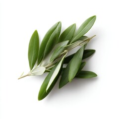 Obraz premium Twigs with fresh green olive leaves isolated on white, top view natural concept