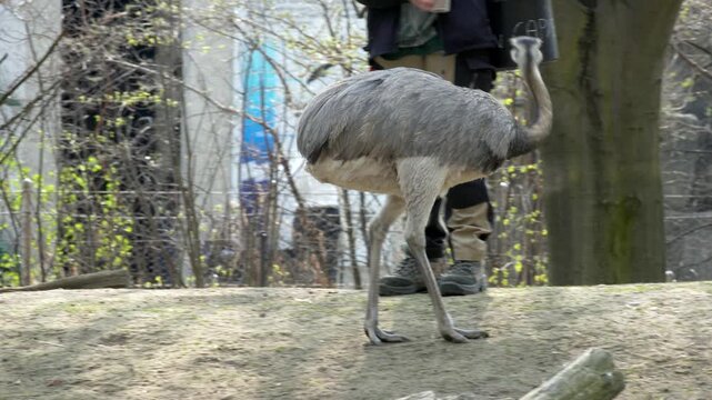 Greater rhea waiting for food in a zoo enclosure while a zoo worker feeds it, captured outdoors with natural behavior and long-legged movement.