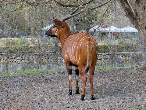 Mountain bongo antelope standing in an outdoor enclosure