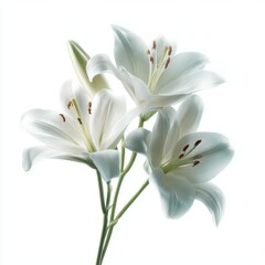 Obraz premium White lilies isolated on white background, elegant floral composition