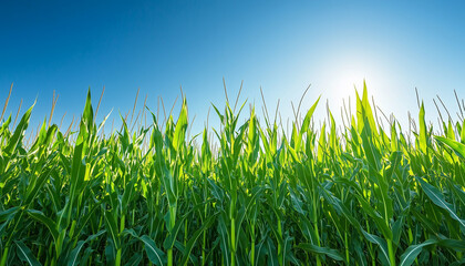 Obraz premium Green corn stalks grow tall in a sunny agricultural field under a clear blue sky. This healthy crop is ready for harvest, symbolizing nature and