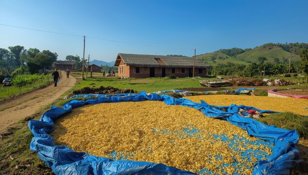 Paddy grains laid on blue tarps for sun drying in a rural area. Conventional post-harvest method using natural sunlight.