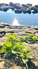 Naklejka premium plants on rocks against the backdrop of rocks and the sea