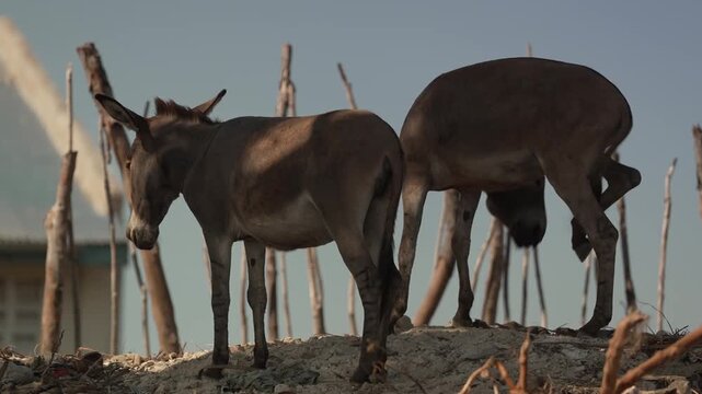 Donkeys at coastal waterfront location in Lamu Kenya East Africa travel culture documentary shot