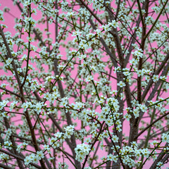 Obraz premium Delicate tree branch with tiny white flowers blooming against a vibrant pink background.
