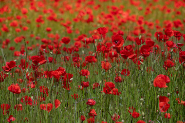 Obraz premium A field of red poppies in bloom. The sun shines golden.