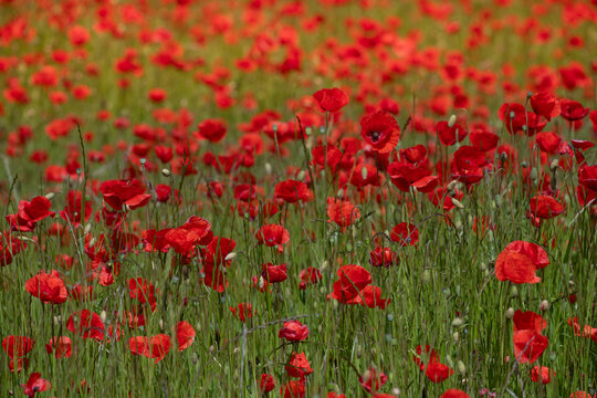 A field of red poppies in bloom. The sun shines golden.